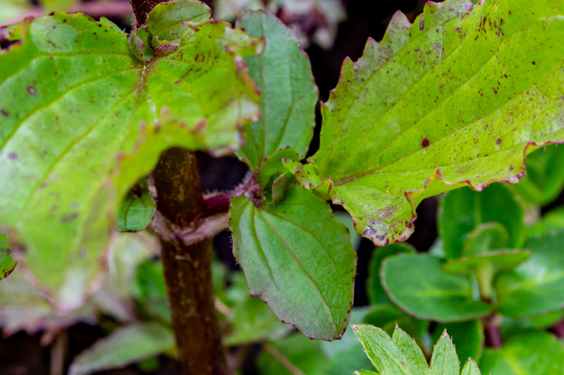 Erythranthe guttata = minulus guttatus  (Phrymaceae)